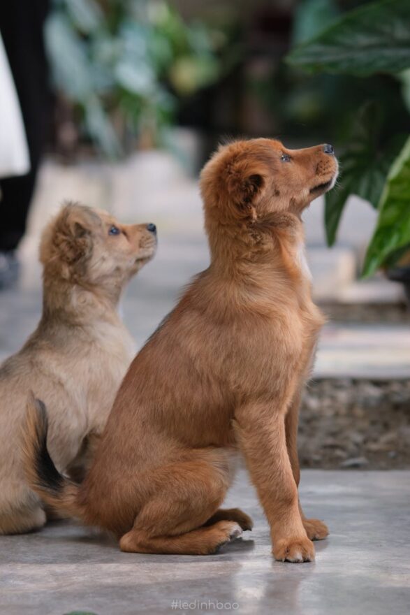 puppies sitting on floor
