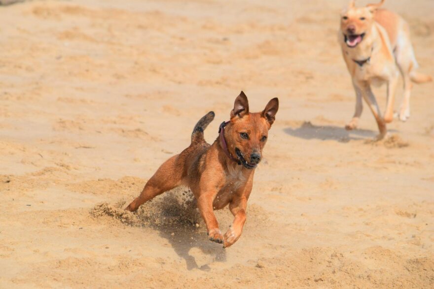 dogs running on the beach