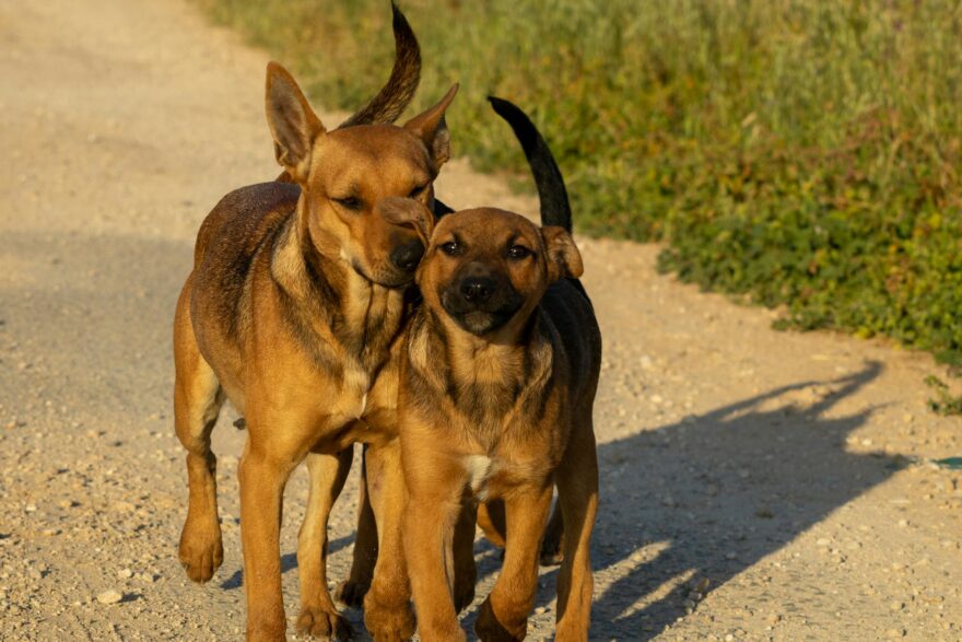 two dogs walking on a sunny path