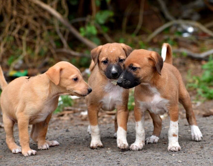 close up shot of three puppies together