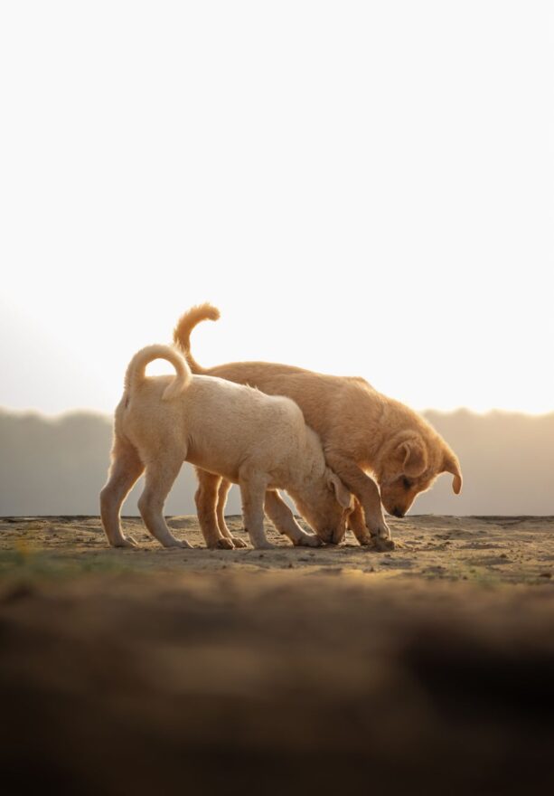 two dogs playing in the dirt at sunset