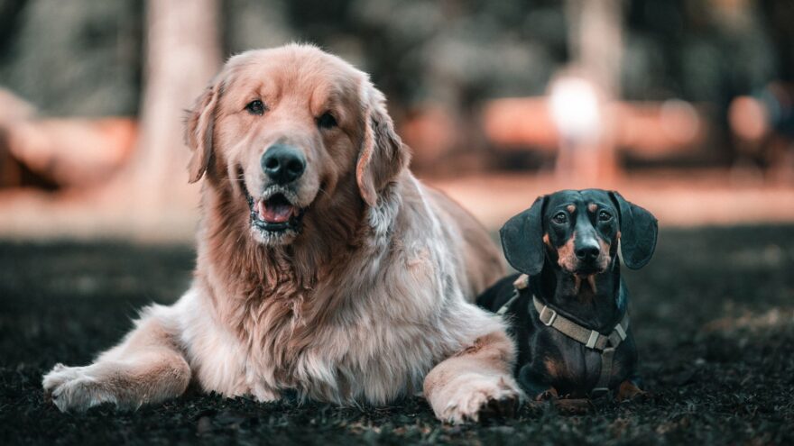 dogs lying down