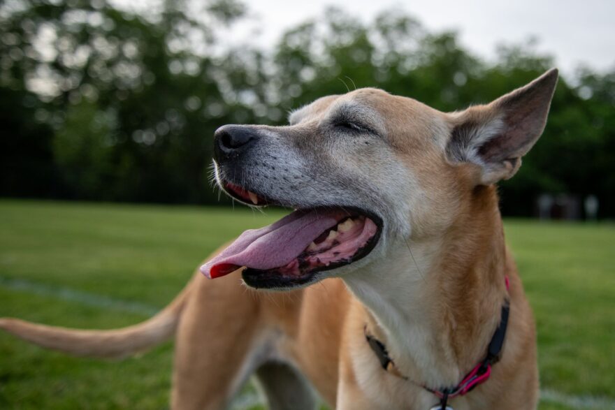 cute dog on grass
