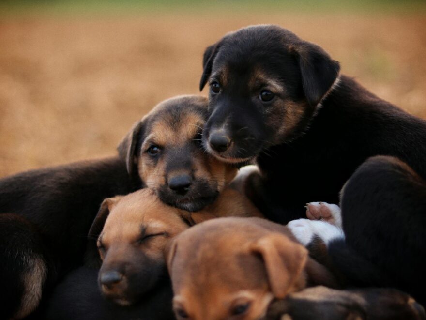 adorable group of puppies snuggling outdoors