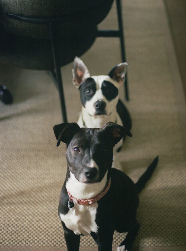 two black and white dogs sitting indoors