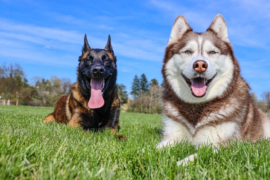 dog lying down on the green grass field