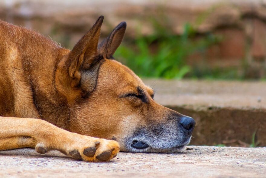 dog sleeping on the ground