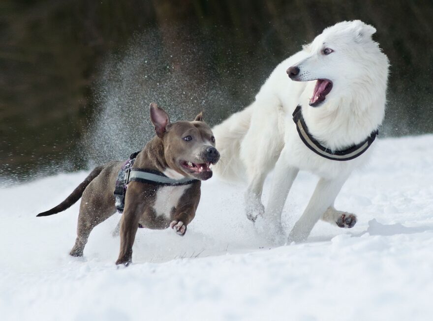 playful pit bull and sheepdog in winter snow