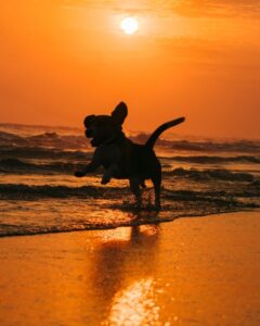 dog playing on barra beach at sunset