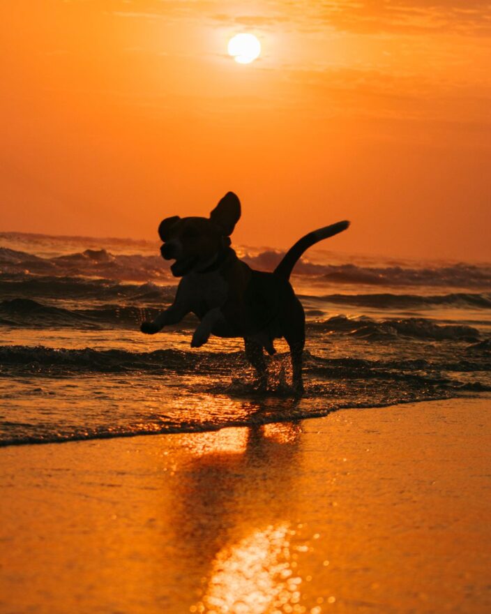 dog playing on barra beach at sunset