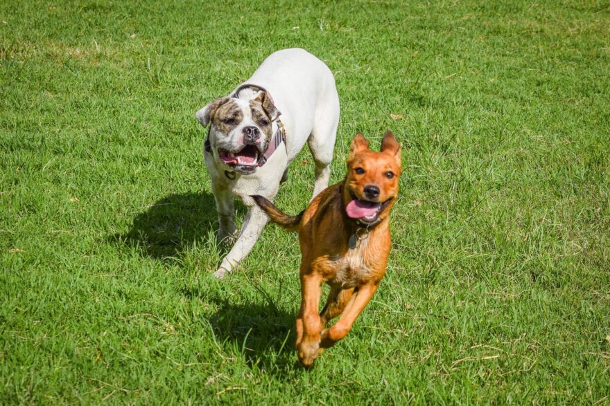 dogs playing on a grassy field