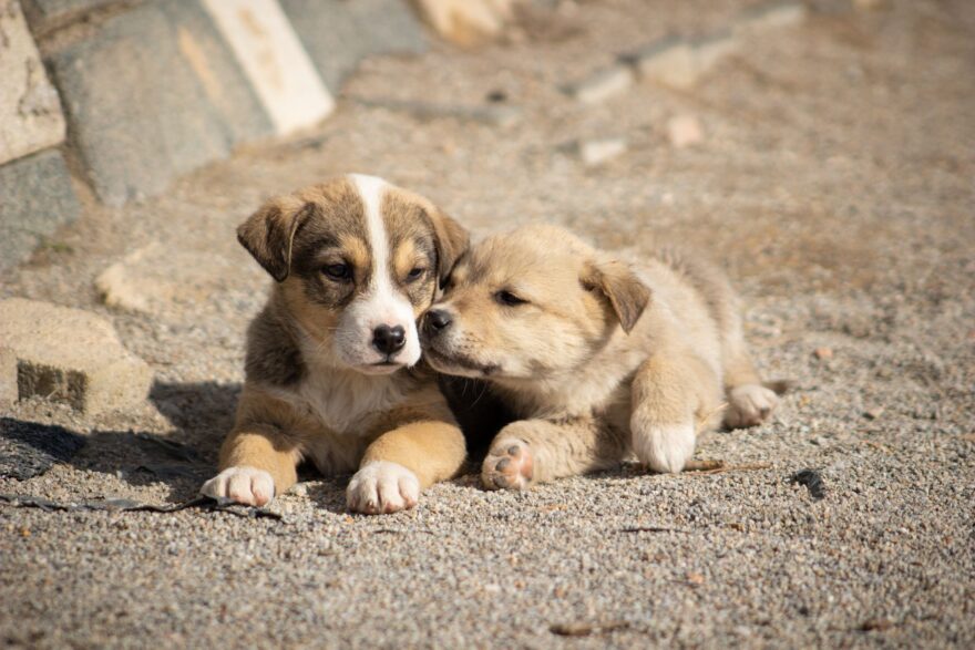 two cute puppies