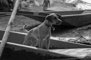 a dog in a boat