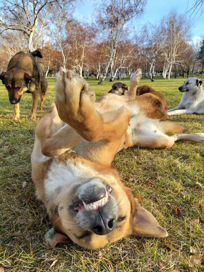 playful dogs enjoying a sunny day outdoors