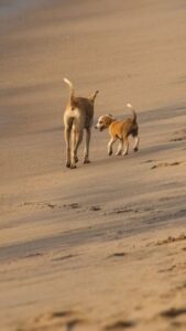 playful dogs walking on a sandy beach