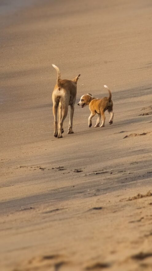 playful dogs walking on a sandy beach