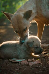 dog with her puppy