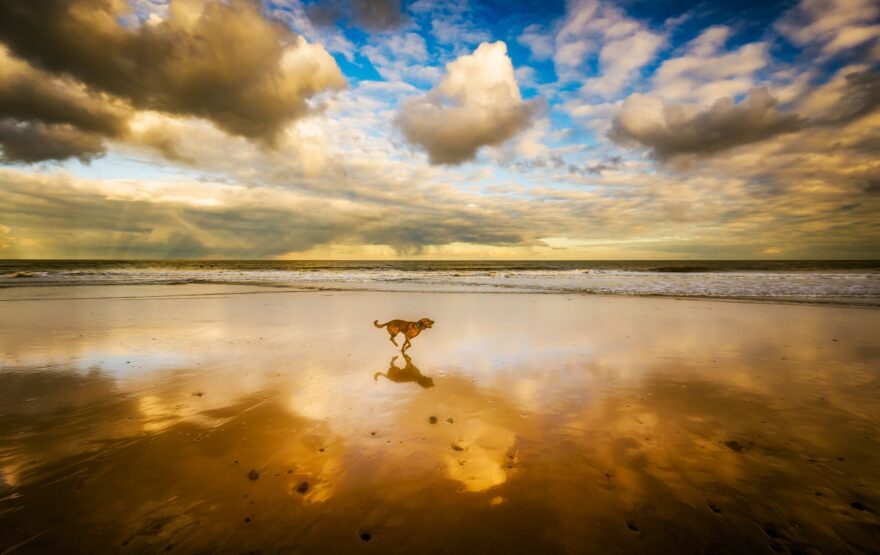 dog running on seashore under blue sky and white clouds