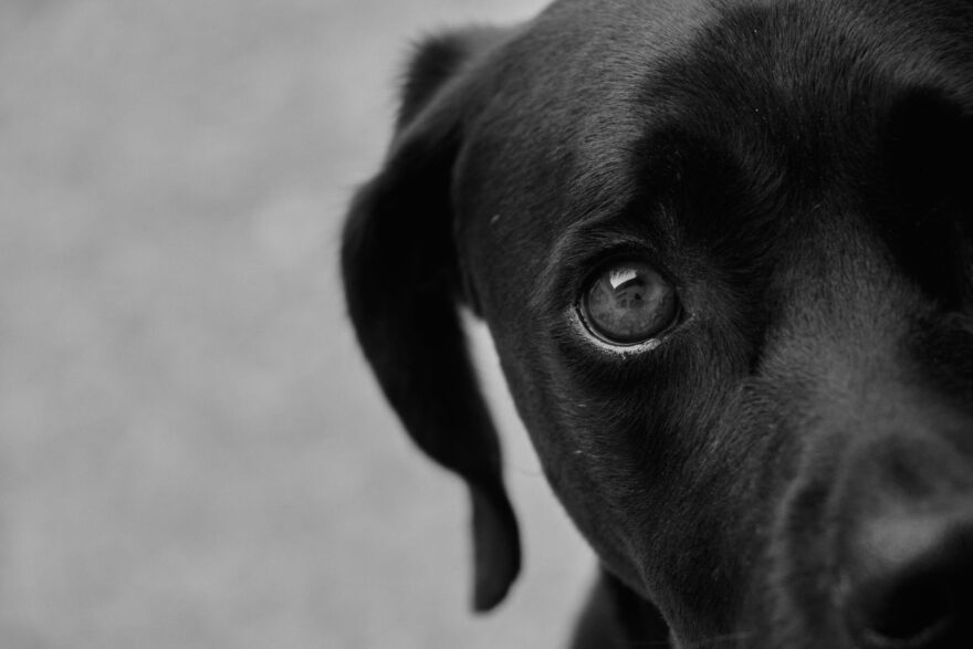 head of dog in black and white