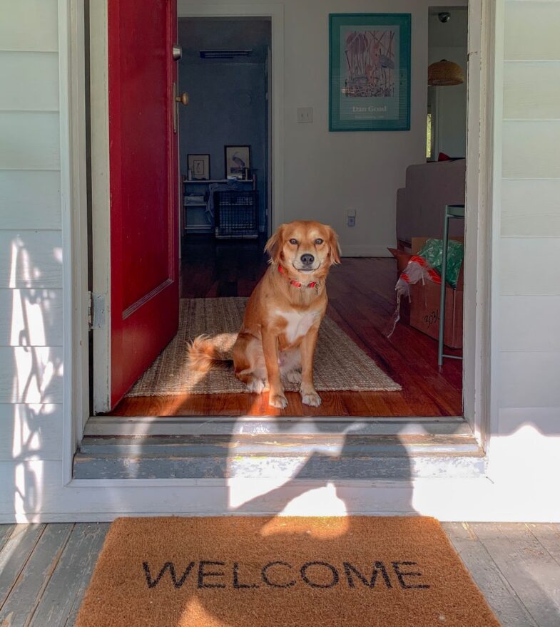 brown short coated dog sitting on brown wooden floor