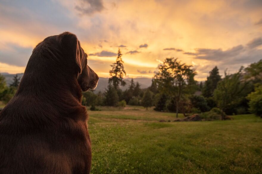 dog on green grass field during sunset