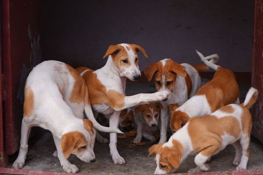 photo of a group of dogs