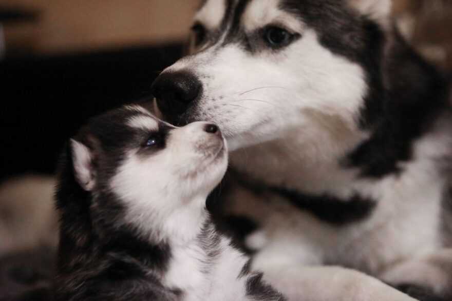 photo of dog and a puppy