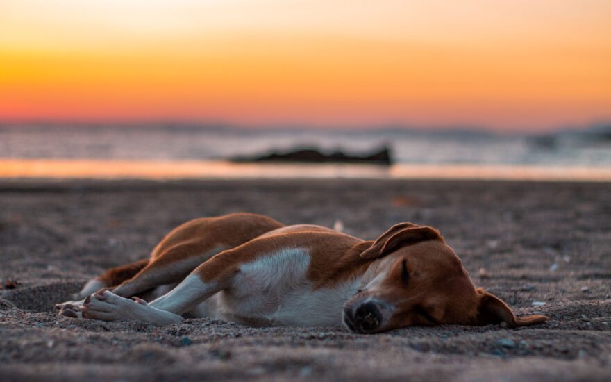 brown and white short coated dog lying on brown sand