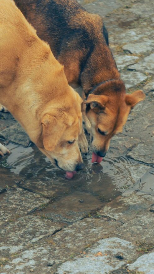 dogs drinking water from puddle on street