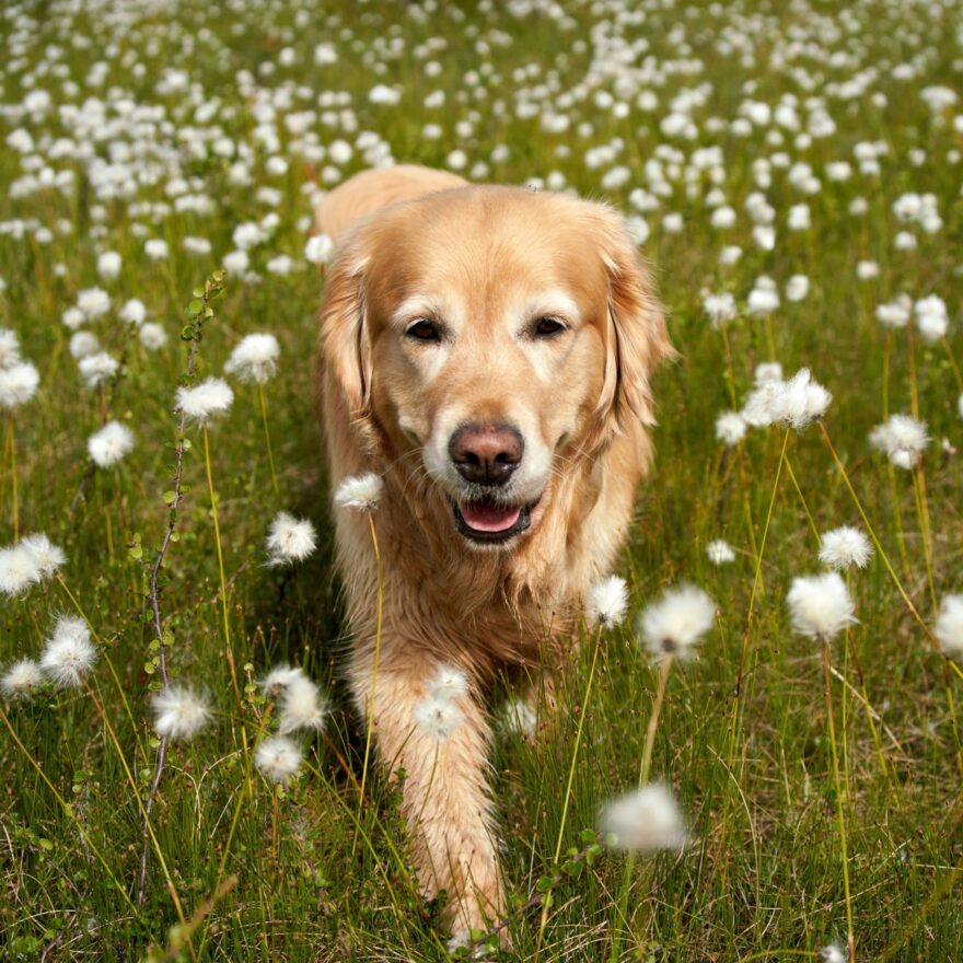 golden retriever enjoying norwegian grasslands