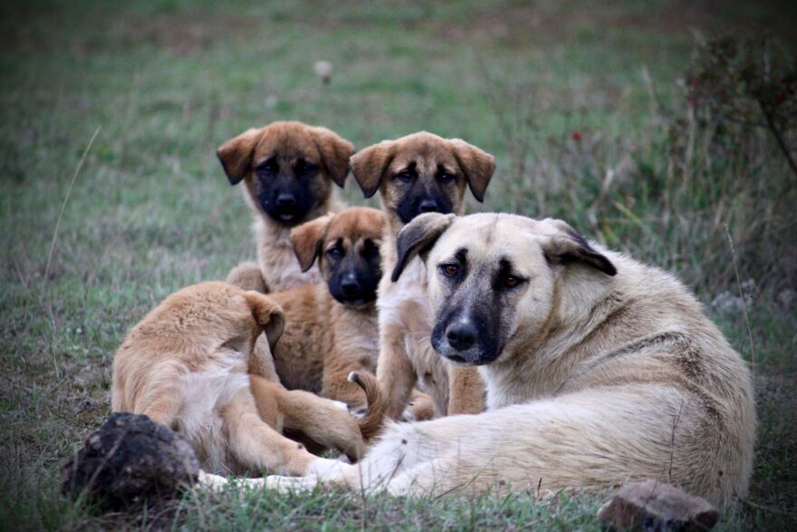 family of anatolian shepherd dogs in a field