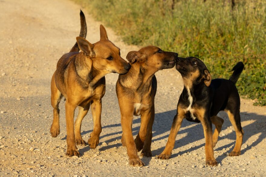 three adorable puppies walking on dirt path