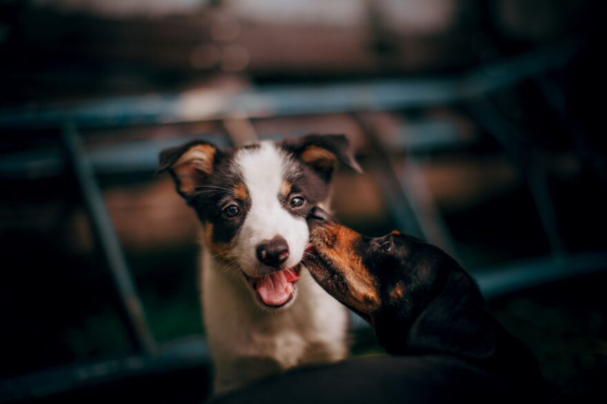 photo of dog lick the other dog s face