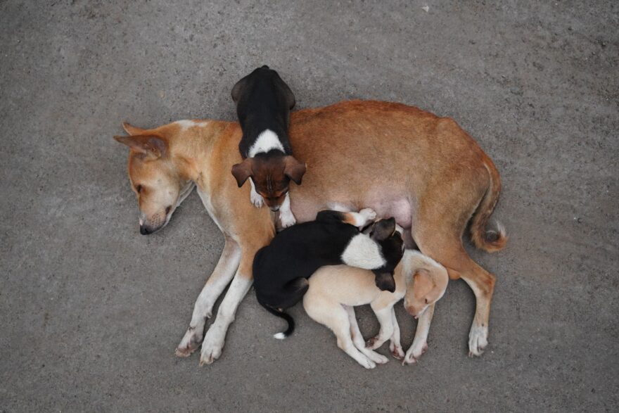 mother dog nursing puppies on concrete
